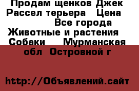 Продам щенков Джек Рассел терьера › Цена ­ 25 000 - Все города Животные и растения » Собаки   . Мурманская обл.,Островной г.